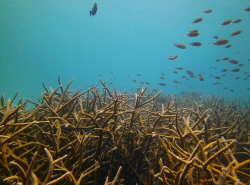 Bonaire/Shore diving off the coast of Bonaire there is a ... by Connor Finlen 